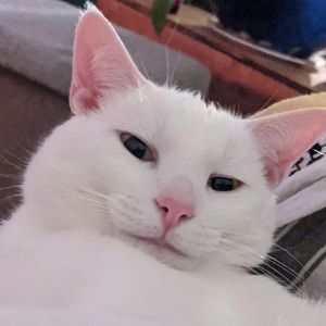 Meet your Posher, Kat